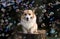 Cute corgi dog puppy sitting in a sunny summer garden on a stump surrounded by shiny soap bubbles