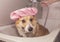 Cute Corgi dog in a rubber cap in the bathroom with foam and soap bubbles smiling pretty standing under the shower