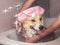 Cute Corgi dog in a rubber cap in the bathroom with foam and soap bubbles smiling pretty standing under the shower jets