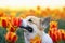 Cute corgi dog sitting in a flowerbed with bright red and yellow tulips in a sunny spring garden and sniffing