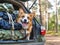 Cute corgi dog in the trunk of a car. AI generative.