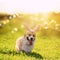 Cute corgi puppy walks in Easter bunny ears on a green spring meadow in the bright rays of the sun