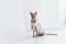 Cute cornish rex cat in funny clothes on the white floor