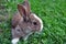 Cute Cottontail bunny rabbit munching grass in the garden, natural green background