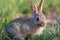 Cute Cottontail Rabbit