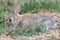 Cute Cottontail Rabbit in Grass