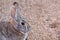 Cute Cottontail Rabbit Portrait