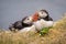 Cute couple of Atlantic Puffins
