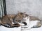 Cute couple cats sleeping together grey concrete background