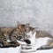 Cute couple cats sleeping together grey concrete background