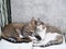 Cute couple cats sleeping together grey concrete background