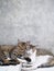 Cute couple cats sleeping together grey concrete wall