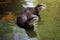 Cute couple of eurasian otters Lutra lutra playing in water