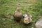 Cute couple gray brown ducks