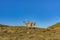 Cute couple of guanaco wild nature animal with green yellow grass with blue sky, south Patagonia, Chile and Argentina, most iconic