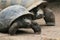 Cute Couple Of Tortoises