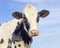 Cute cow black and white, dairy milker looking softly, medium shot, pink nose and blue sky