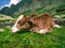 A cute cow- calf