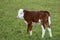 Cute cow calf in green pasture.