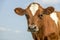 Cute cow calf head of a red fur with large big eyes and black nose, lovely and innocent on a blue background