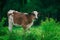 Cute cow on green grass. Calf with dairy herd.