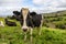 Cute cow at pasture with green grass, Azores islands, mountains with cattle