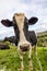 Cute cow at pasture with green grass, Azores islands, mountains with cattle