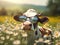 Cute cow with sunglasses on camomile meadow at sunset. Made with Generative AI