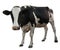 Cute cow on white background. Animal husbandry