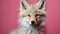 Cute Coyote: Extreme Minimalist Photography Inspired By Wes Anderson