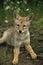 Cute Coyote Pup