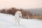 Cute, crazy and happy beige and white Russian borzoi dog or wolfhound running on the snow in the winter field