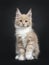 Cute cream with white Maine Coon cat kitten on black background