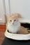 Cute creamcolor domestic cat in cat litter box