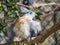 Cute Crested Coua, Coua cristata