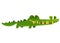 Cute crocodile lizard cartoon swimming. Vector character illustration for children book