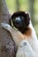 A cute crowned sifaka