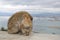 Cute cub monkey together with mother Barbary macaques family living at Gibraltar