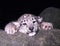 Cute cubs Snow leopard, Uncia ucia