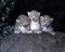 Cute cubs Snow leopard, Uncia ucia