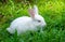Cute and cuddly albino bunny rabbit baby on the grass field, Got red eyes and long eye lashes, Long ears up, Light passing through