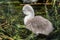 Cute, cuddly and fluffy cygnet venturing into the water