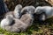 Cute, cuddly and fluffy cygnets huddling together in a group to keep warm and snug