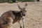 Cute and cuddly Kangaroo at a hobby farm