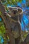 A cute cuddly koala looking from the fork of a native gum tree. This arboreal Australian marsupial has thick grey fur and feeds