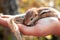 Cute and cuddly orphan newborn baby squirrel resting on the warmth of a young woman`s hand side close up view. young squirrel bab