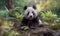 Cute cuddly panda bear sits in forest and eats bamboo in sunset sun.