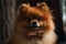 A cute and cuddly Pomeranian wearing a bow, showing off its cute and cuddly nature. Generative AI
