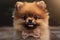 A cute and cuddly Pomeranian wearing a bow, showing off its cute and cuddly nature. Generative AI