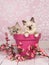 Cute cuddly rag doll kitten cats
